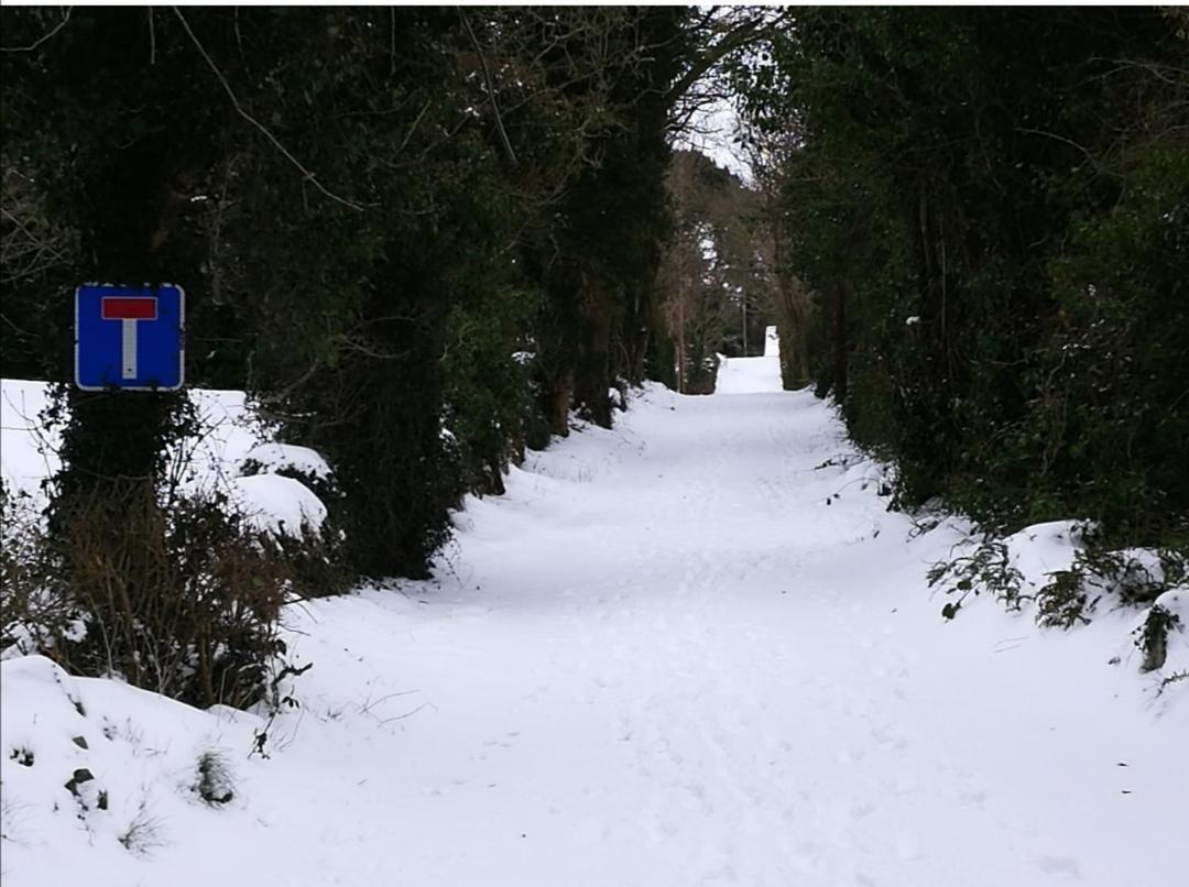 Bluebell Newry